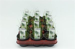 Bild von Stengelui Bio